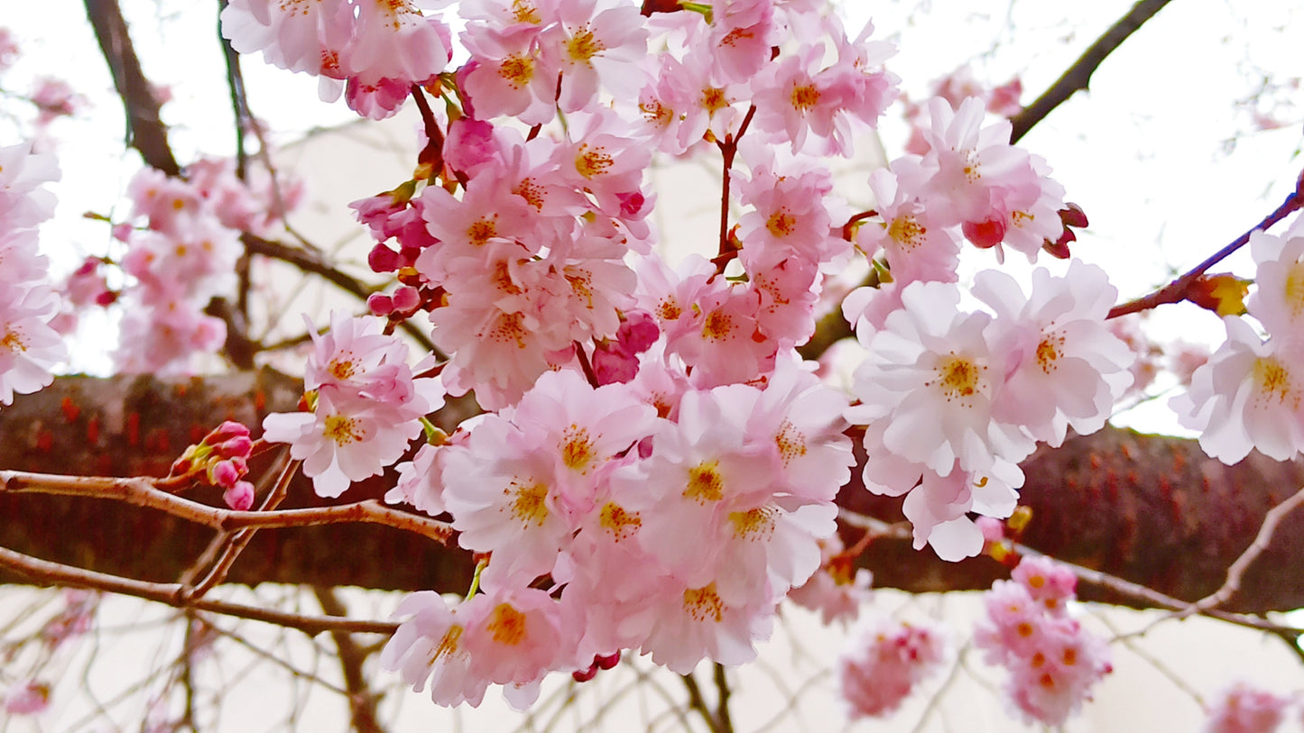 Fleurs de Sakura