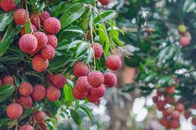 Fleur de Litchi
