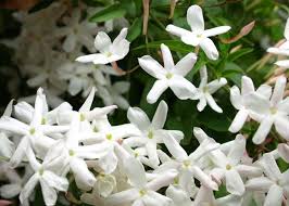 Jasmin